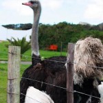 cc-ostrich cc-ostrich