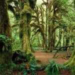 jf-rainfor jf-rainfor